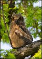 _0SB8167 great-horned owlet